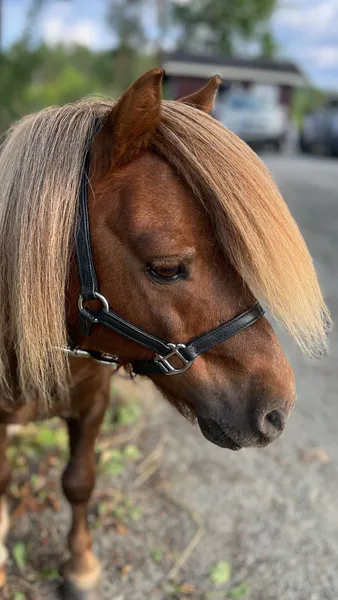 Hovedbilde SE Design Føll/Shetland grime