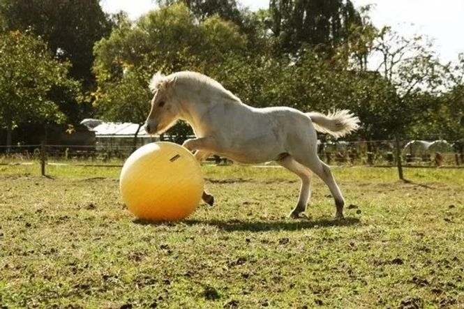 Hovedbilde Maximus lekeball 100cm