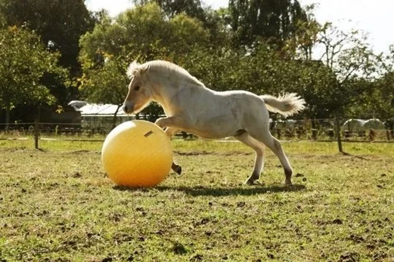 Maximus lekeball 100cm