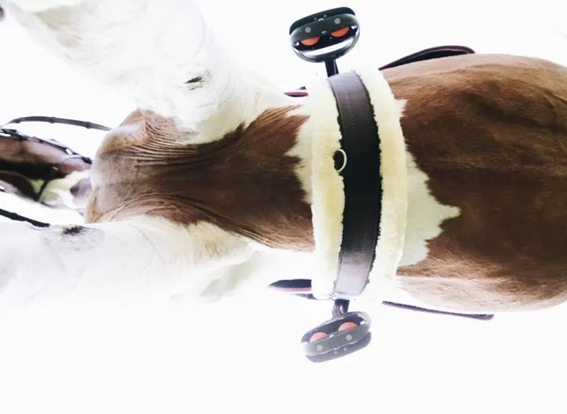 Kentucky Sheepskin Gjord
