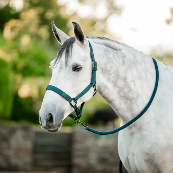 Hovedbilde Horseware Grime og Leietau - Dynasty Green