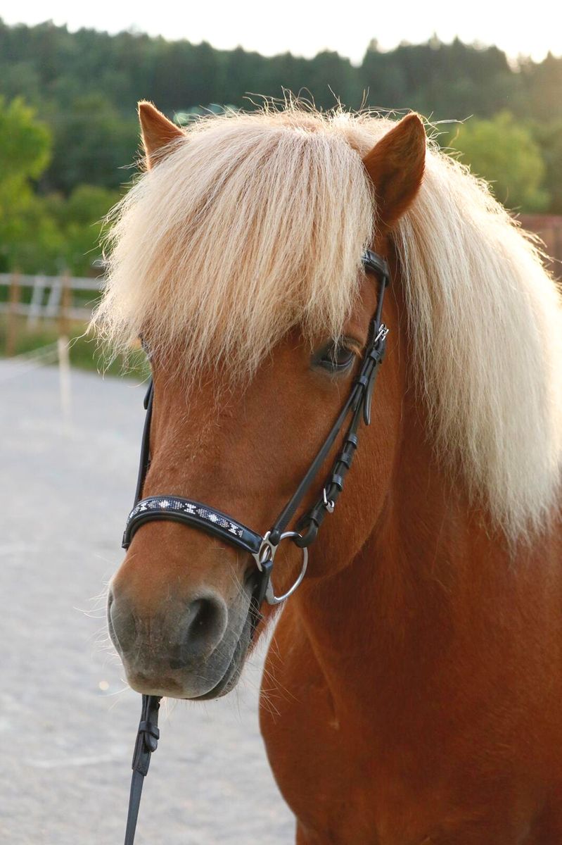 SE Design Loki Hodelag