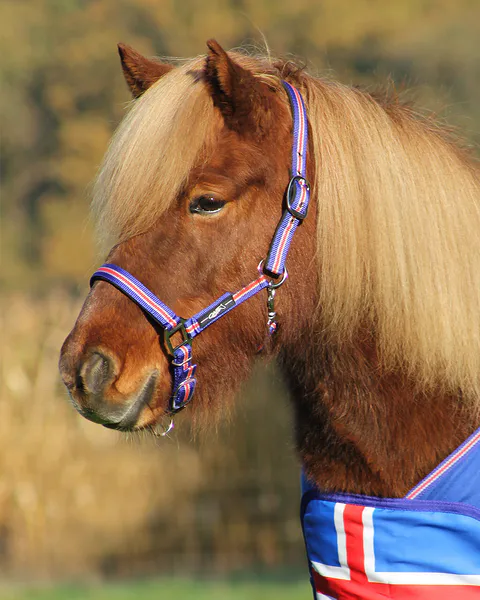 Hovedbilde Icelandic Grime