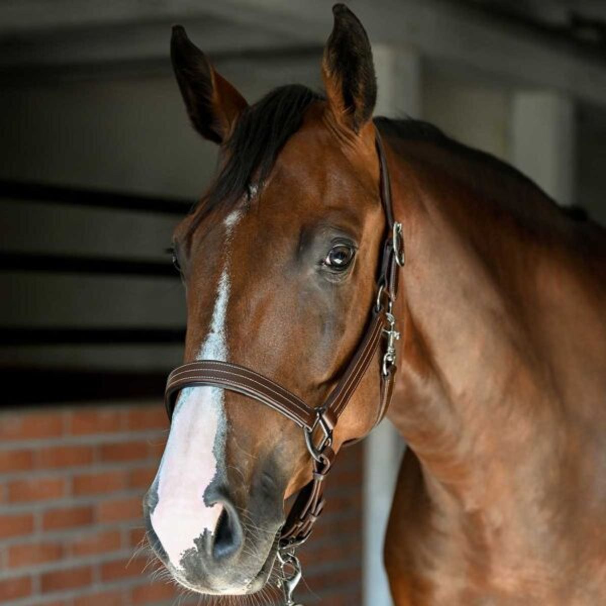 Antares Signature Anatomisk Lærgrime 