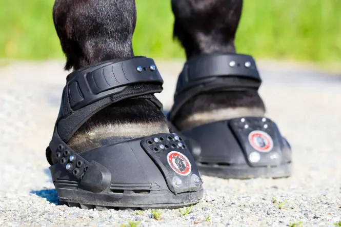Hovedbilde Equine Fusion Trailblazer