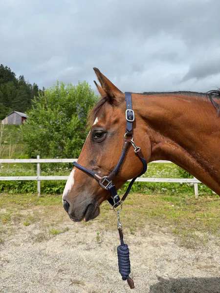 Hovedbilde SE Design Taugrime Sett