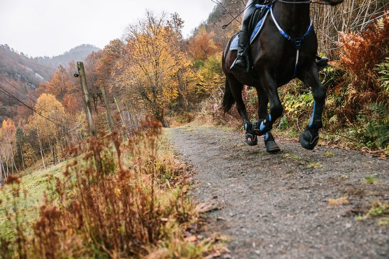 Equine Fusion Active Jogging Shoe