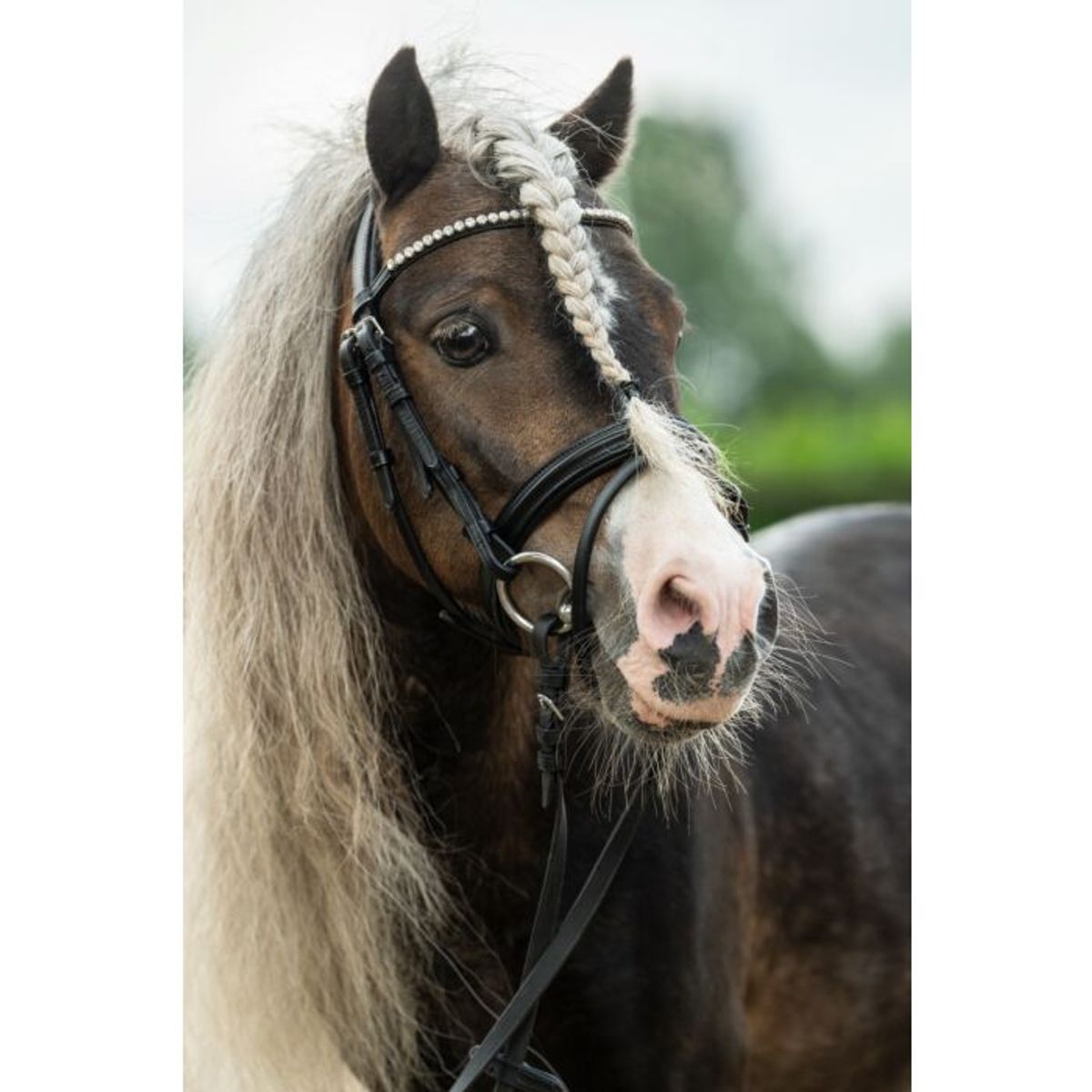 Diamond Hodelag til Shetland Ponni