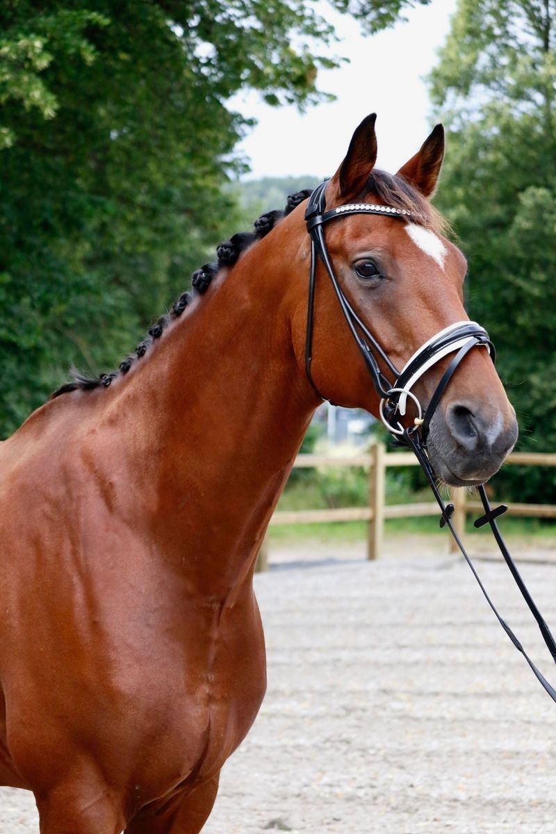 SE Design Granat Rundsydd Dressurhodelag
