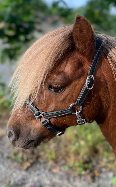 Hovedbilde SE Design Føll/Shetland grime