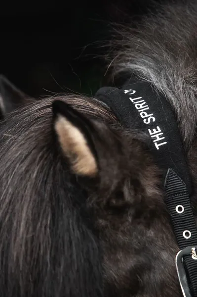 Hovedbilde Top Reiter Klaki Grimesett til Islandshest -  ...