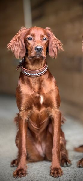 Hovedbilde Antares Leather Dog Collar