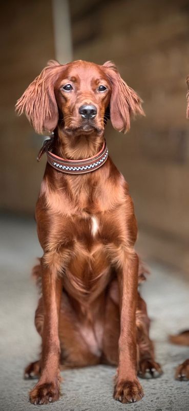 Antares Leather Dog Collar