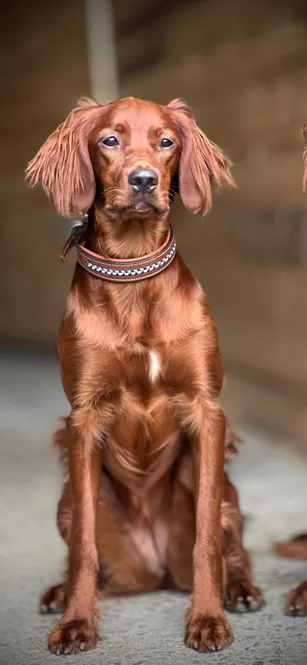 Hovedbilde Antares Leather Dog Collar