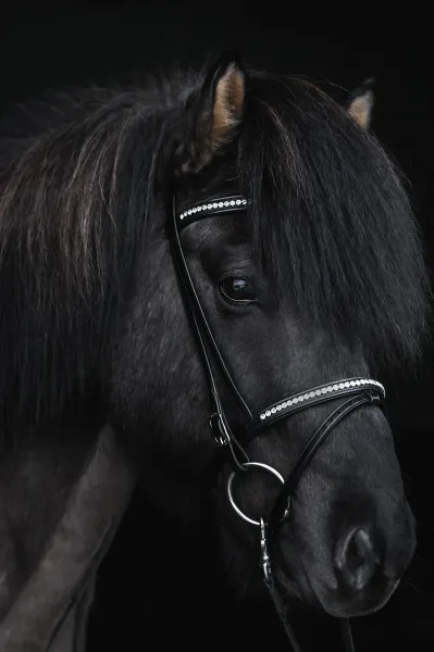Hovedbilde Top Reiter Demantur Nakkereim - Krystall