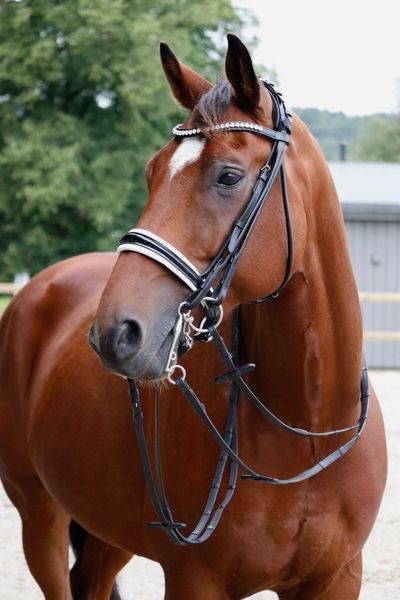 Hovedbilde SE Design Jade Rundsydd Kandar Hodelag
