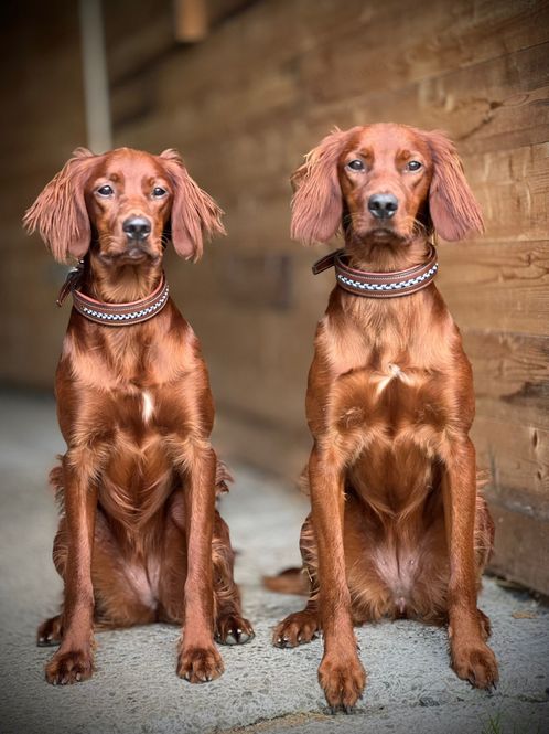 Hovedbilde Antares Leather Dog Collar