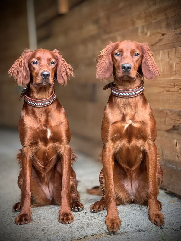 Antares Leather Dog Collar