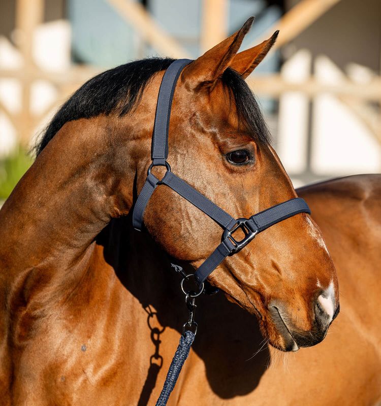 Amigo Grime & Leietau