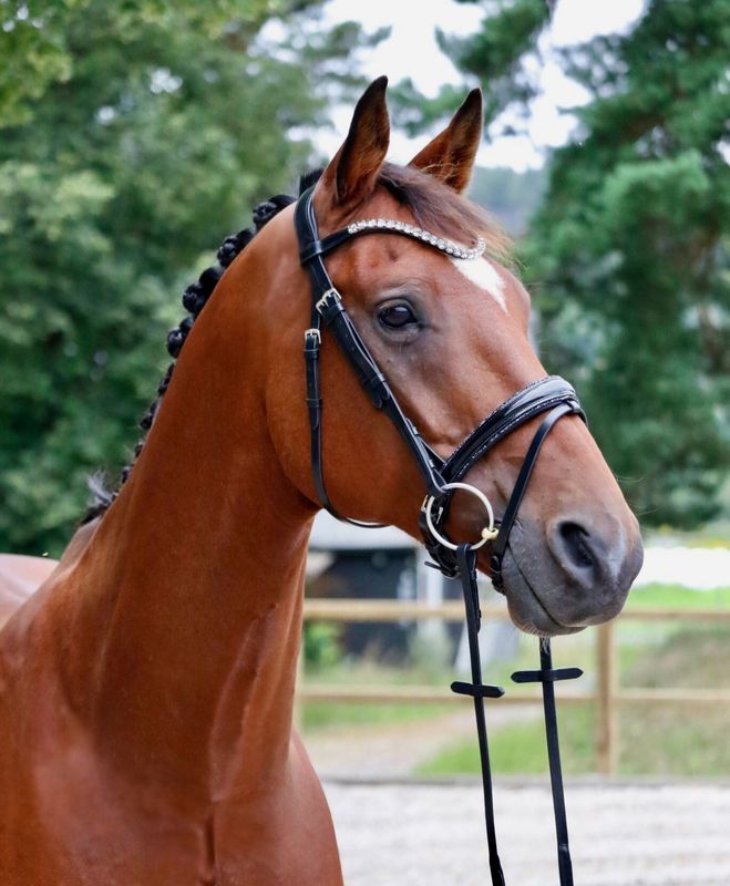 SE Design Onyx Dressur Hodelag