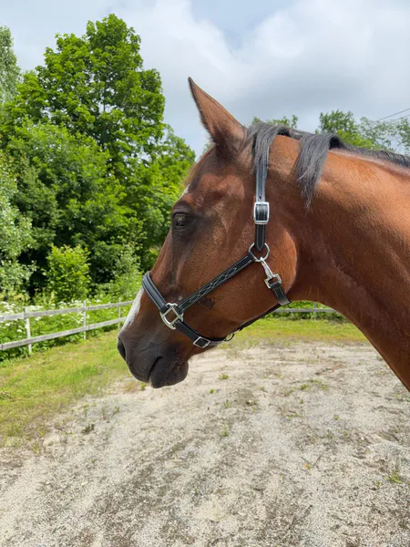 Hovedbilde SE Design Topas Lærgrime m/mønstersøm